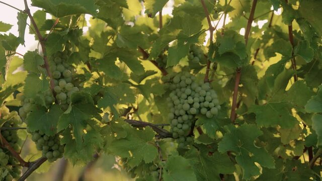 Traking shot of a grape in a vineyard during sunset