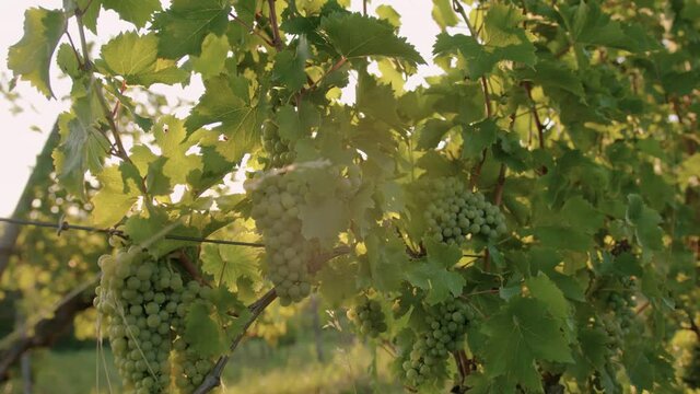 Traking shot of a grape in Italy with sun reflecting