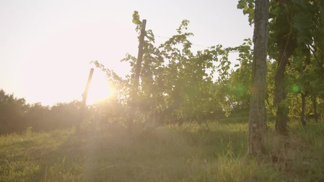 Low traking shot of a vineyard with sun reflecting