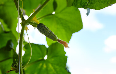 Cucumber grows in a greenhouse. Growing fresh vegetables in a greenhouse