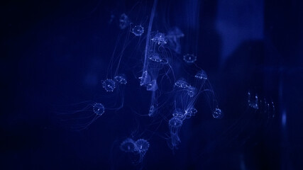 Aquarium fishes aquascape plants water goldfish lillypad algae