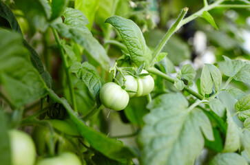 Tomato grows in a greenhouse. Growing fresh vegetables in a greenhouse