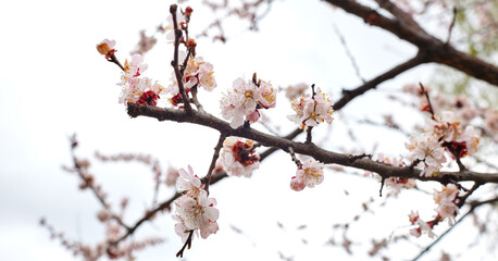 Beautiful white apricot blossom at park. Flowering apricot tree. Fresh spring background on nature outdoors. Soft focus image of blossoming flowers in spring time