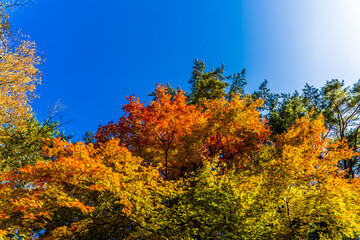 青空の下に紅葉。長野県伊那市鳩吹公園