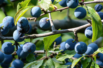 Blaue Beeren am Zweig in der Sonne