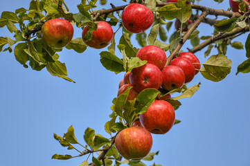 rote Äpfel mit Zweigen und Himmel