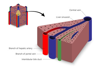 Histological components of liver. Digestive organ. Medical education.