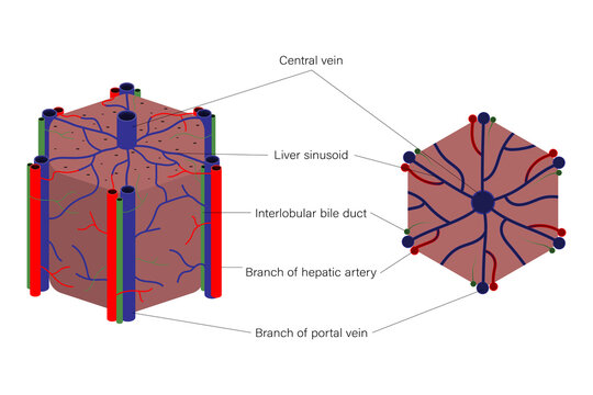 Liver lobules anatomy. Digestive organ. Medical education.