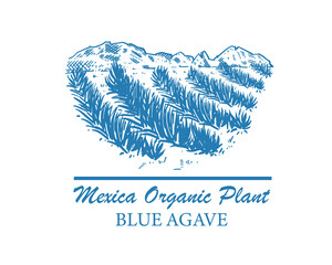 Mexican landscape of blue agave fields. Organic plant for tequila and other products. Vector illustration for design of emblems, logo.