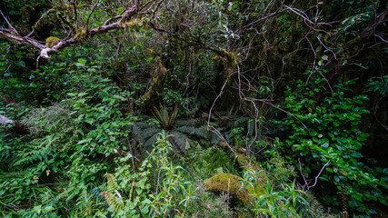 forest garden wild nature trees plants moss jungle
