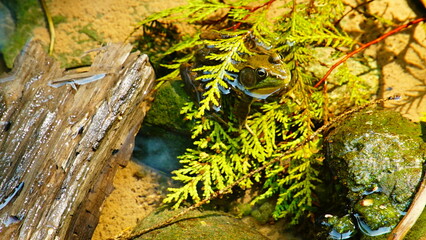 Frog 