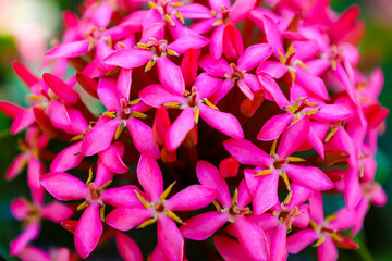 close up of ixora flowers bouquet