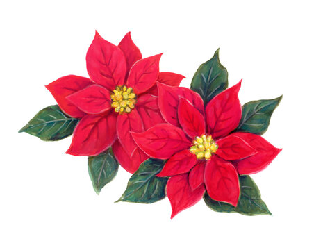 2 132 Best ポインセチア Images Stock Photos Vectors Adobe Stock