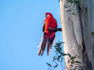 Rosella Tail Spread