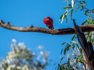  Rosella Taking Off