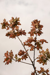 Colourful yellow, orange, green and red autumn fall leaves on tree branches. Seasonal outdoor autumn fall leaves background texture