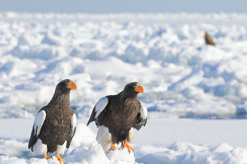 知床半島の流氷とオオワシ（北海道羅臼沖） © Shiretoko Dream