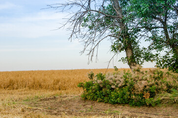 trees grow in a field where cereals are grown, landscape with green foliage on a tree in a wheat...