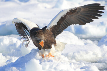 知床半島の流氷とオオワシ（北海道羅臼沖） © Shiretoko Dream