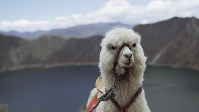 Andean Llama at the quilotoa volcano lake