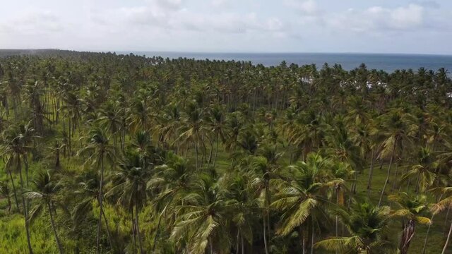Overflight over the palm trees of Boca de Aroa, Falcon State, Venezuela