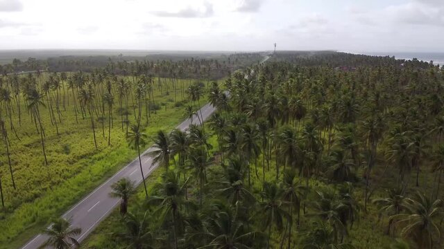 Overflight over the palm trees of Boca de Aroa, Falcon State, Venezuela
