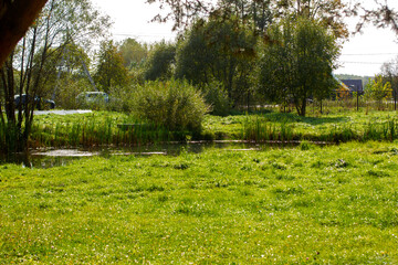 small decorative pond with reeds in the park in summer in the sun