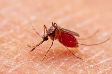 macro of a mosquito