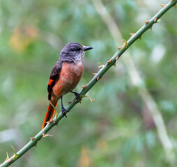 Fototapeta premium Rosy Minivet