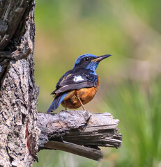 Blue capped rock thrush
