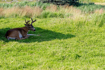 white and brown deer