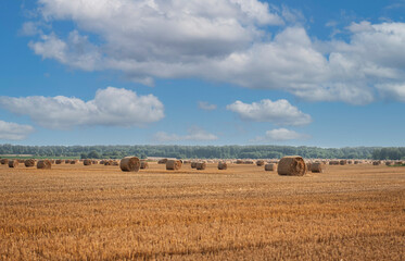 Fototapeta premium Harvested field with straw bales.
