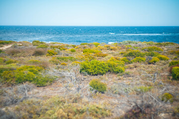 Fototapeta na wymiar クオッカで有名なオーストラリア・パースのロットネスト島を観光している風景 A view of sightseeing on Rottnest Island in Perth, Australia, famous for its quokka.