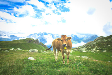 Fototapeta na wymiar Cows on the pastures of the Swiss Alps