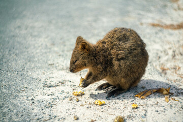 クオッカで有名なオーストラリア・パースのロットネスト島を観光している風景 A view of sightseeing on Rottnest Island in Perth, Australia, famous for its quokka.