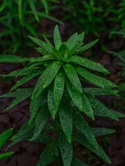 leaves with dew drops