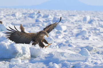 知床半島の流氷とオジロワシ（北海道羅臼沖） © Shiretoko Dream