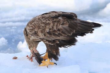 知床半島の流氷とオジロワシ（北海道羅臼沖）