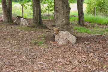 Couple of Drent Heath sheep