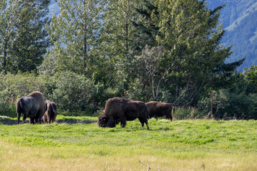 herd of wood bison