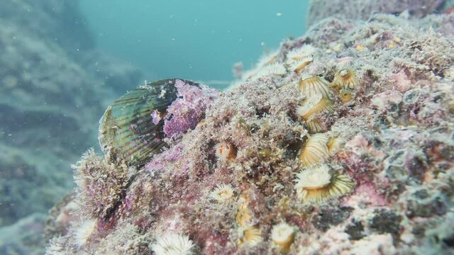 nz green shell mussle