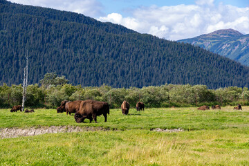 Bison grazing in the meadow