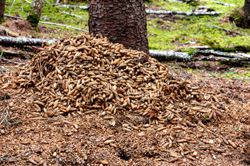 pine nuts top of roots in the forest