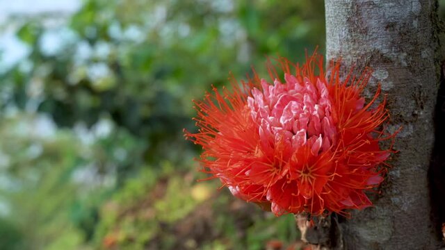 Bee flying and collecting pollen of red blooming Brownea Grandiceps in summer,4K - Static close up