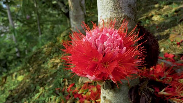 Exotic and tropical Brownea Coccinea blossom growing on tree in amazon jungle,4K