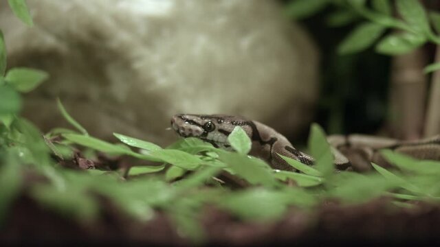 Ball Python Flicking Its Tongue Out Of The Wilderness.  medium shot