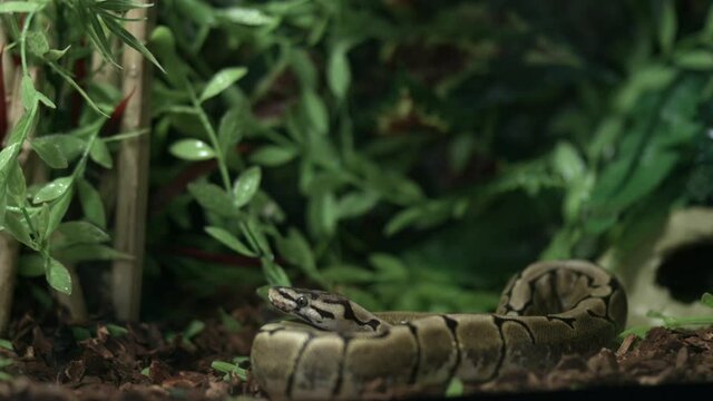 Ball Python With Tongue Sticking Out - close up