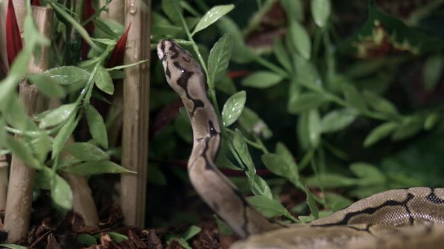 Head Of A Crawling Ball Phyton On An Aquarium Of A Petting Zoo. - Closeup Shot