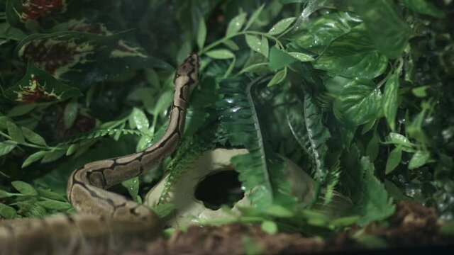 Ball Python Lifting Its Head And Flicking Its Tongue Out The Green Plants. medium shot