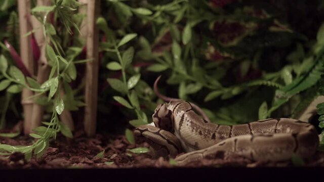 White Rodent Bitten And Coiled By A Ball Python Inside Its Cage With Plants. - close up